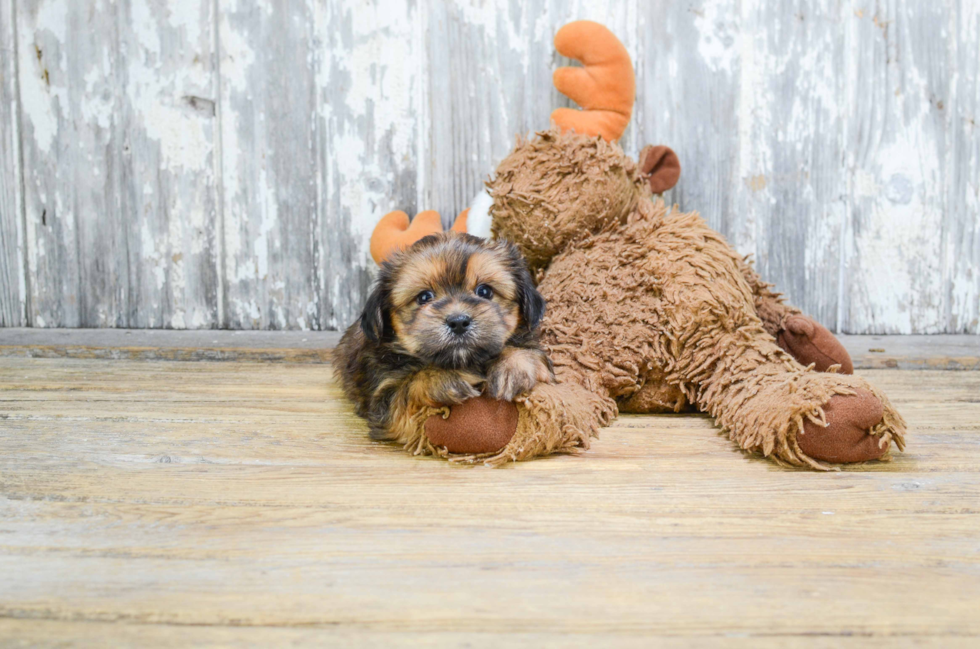 Shorkie Pup Being Cute