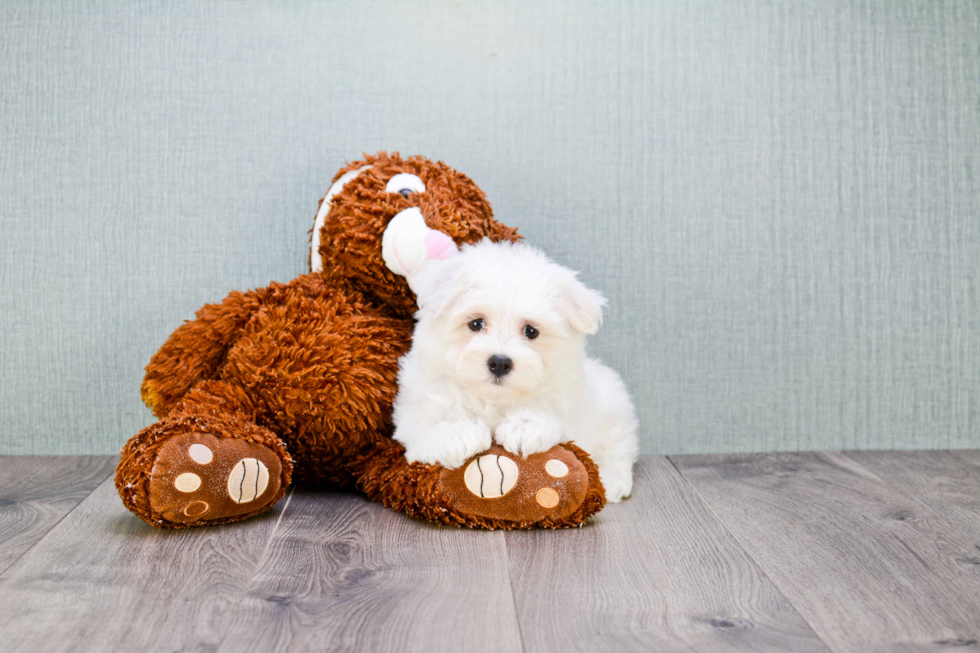 Maltipoo Puppy for Adoption