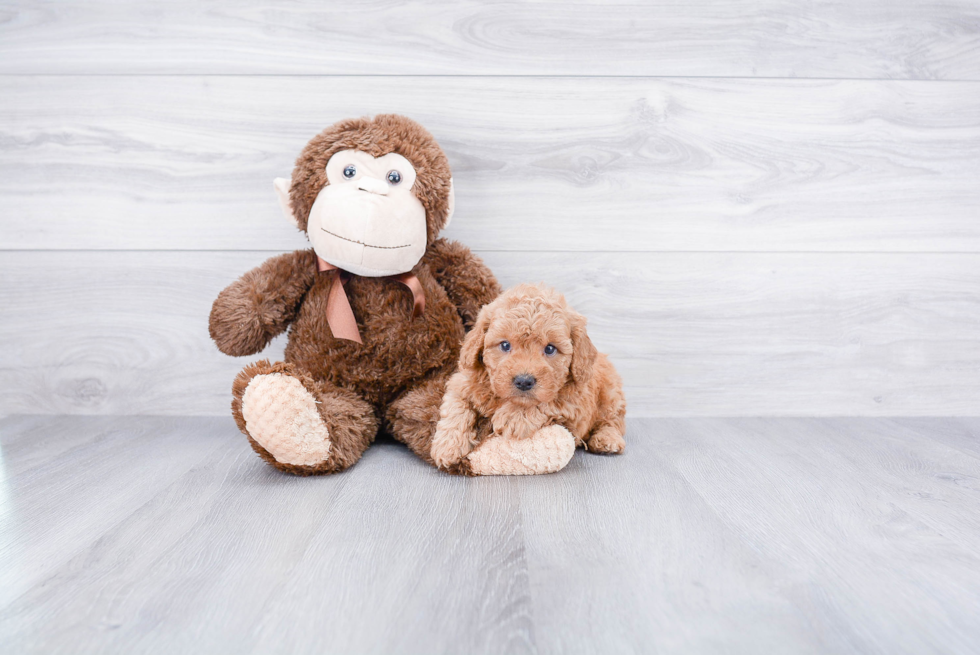 Mini Goldendoodle Puppy for Adoption