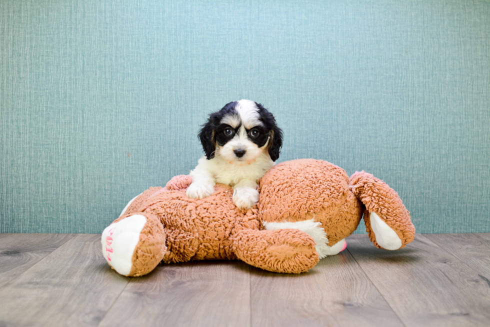 Best Cavachon Baby