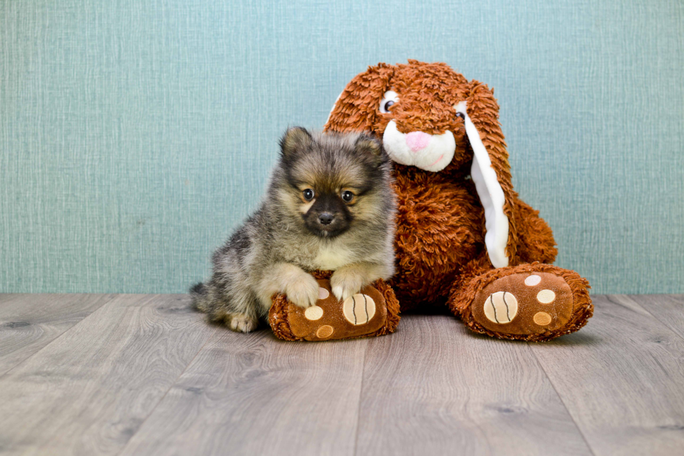 Cute Pomeranian Purebred Puppy