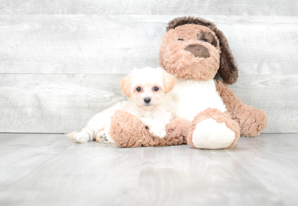 Maltipoo Puppy for Adoption