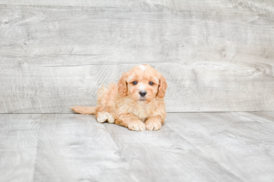 Mini Bernedoodle Puppy for Adoption