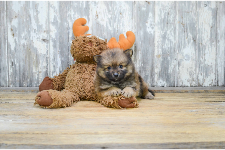 Popular Pomeranian Purebred Pup