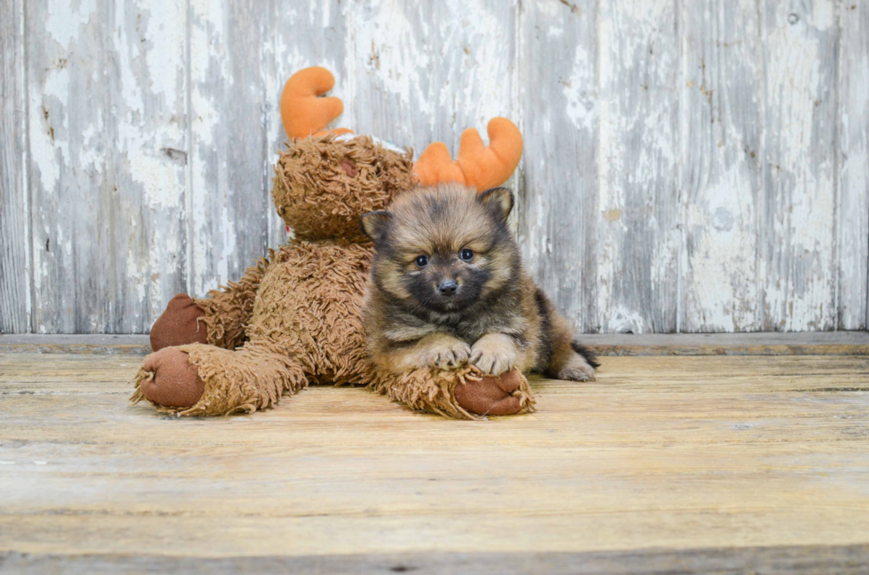 Popular Pomeranian Purebred Pup