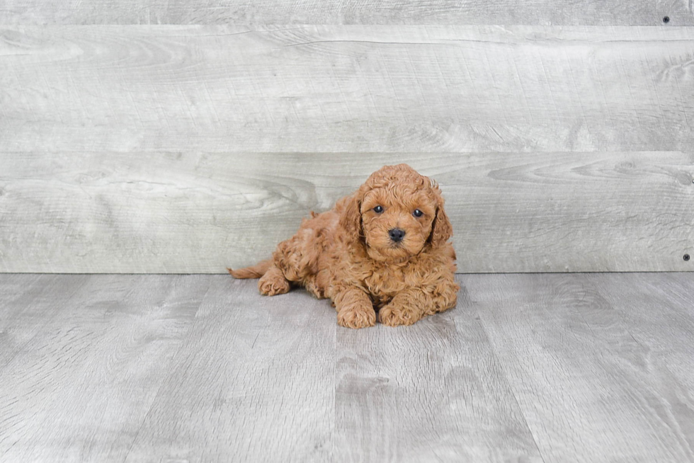 Funny Cavapoo Poodle Mix Pup