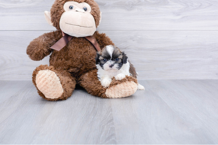 Best Teddy Bear Baby