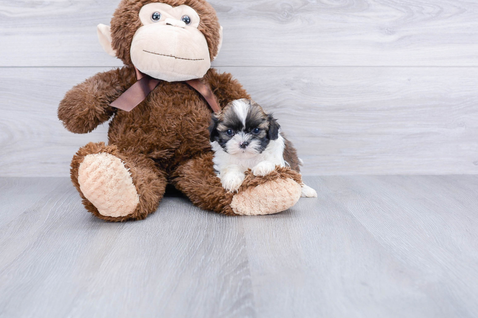 Best Teddy Bear Baby