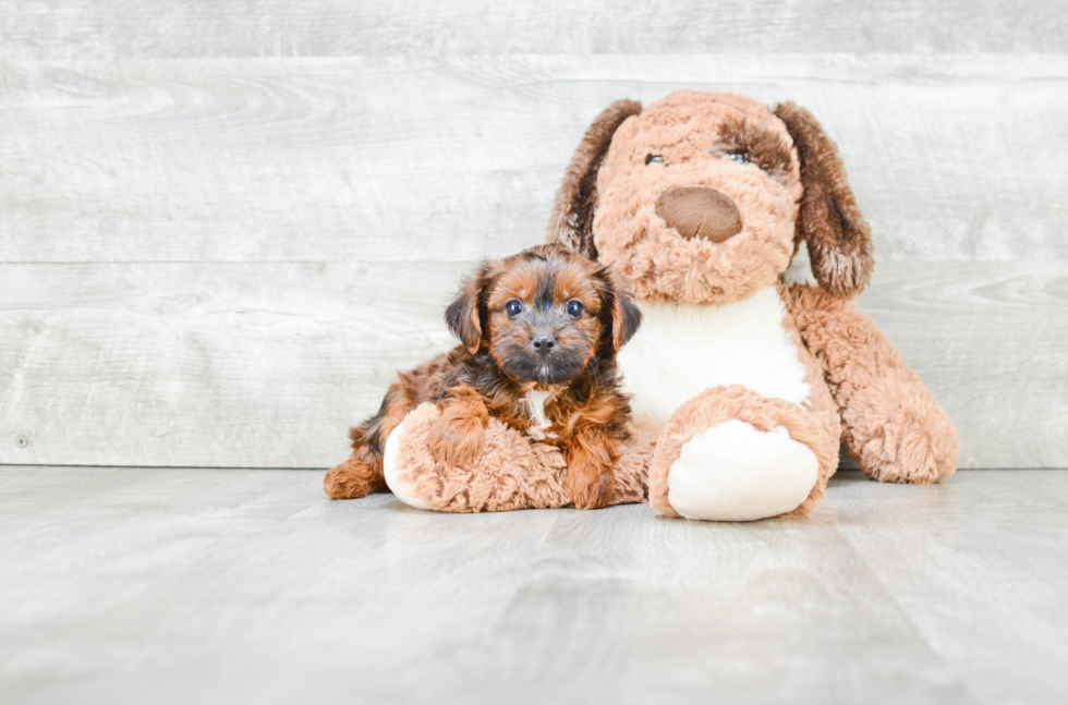 Yorkie Poo Puppy for Adoption