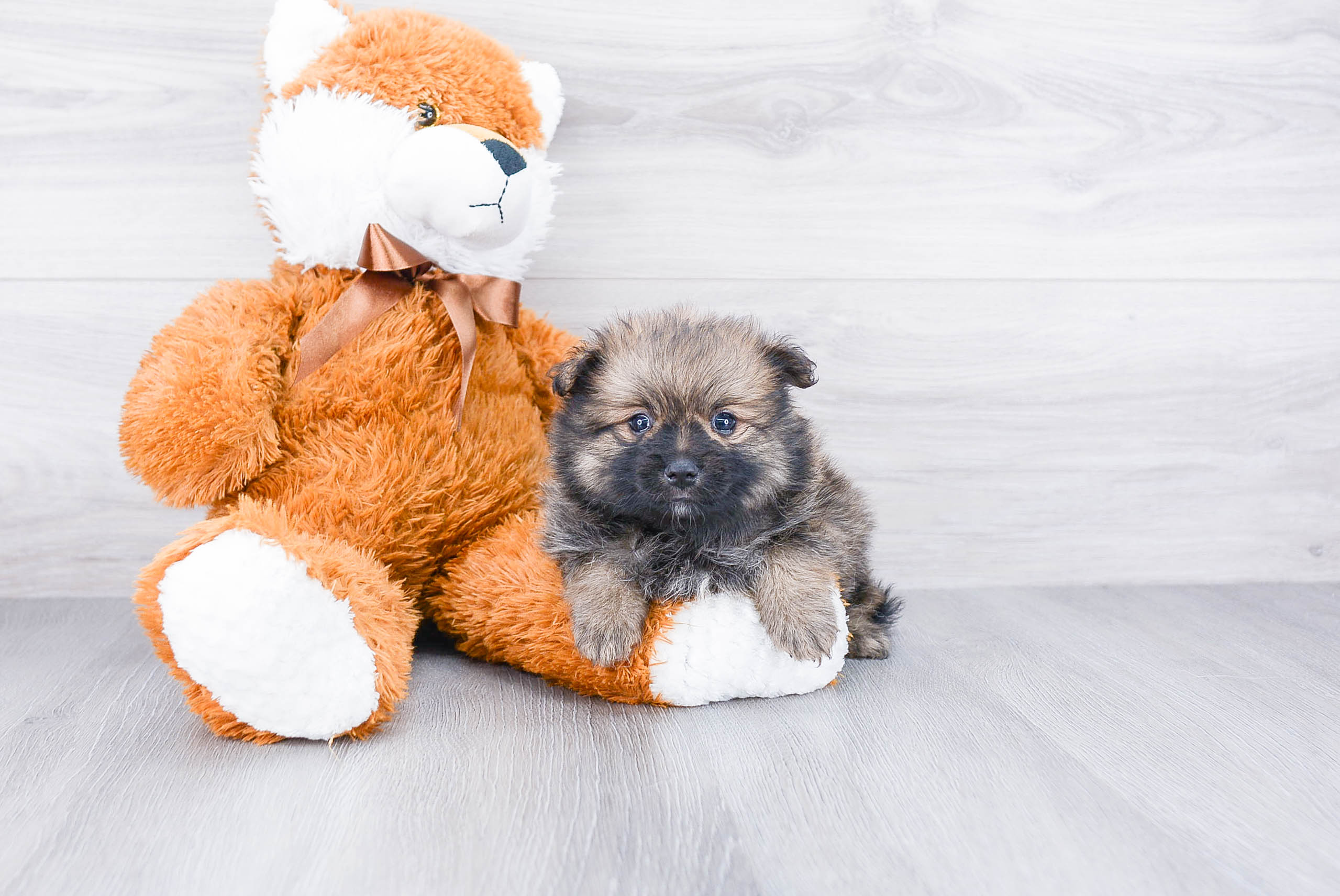 Best Pomeranian Baby