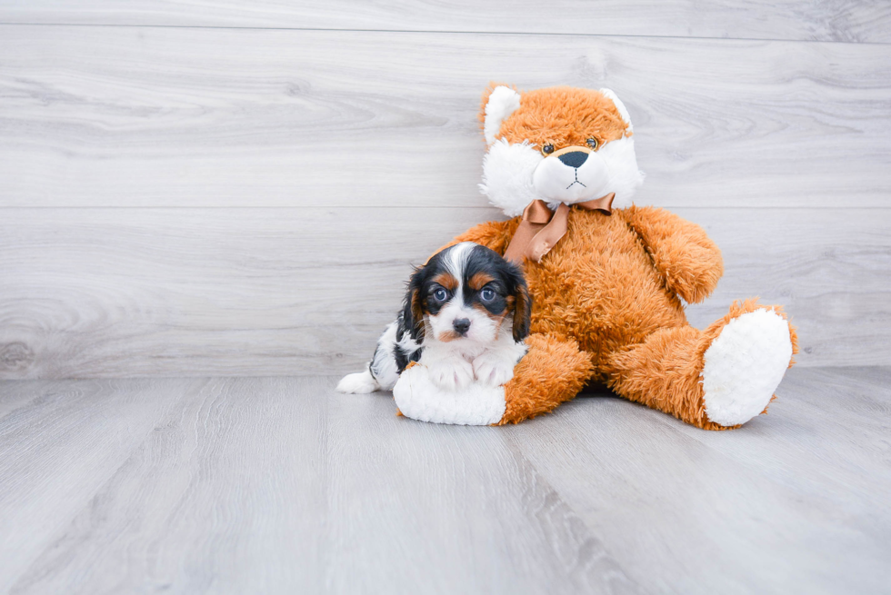 Sweet Cavalier King Charles Spaniel Purebred Puppy