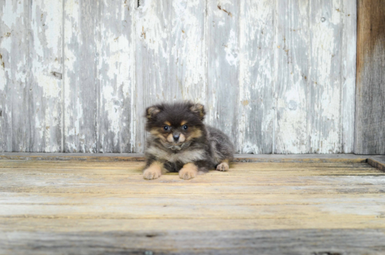 Small Pomeranian Baby