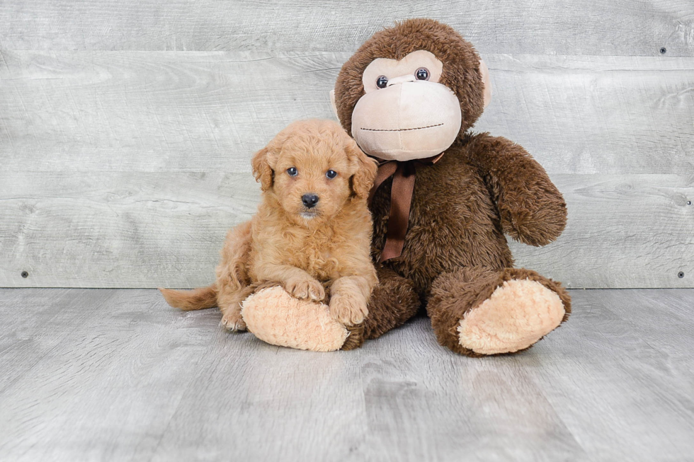 Mini Goldendoodle Pup Being Cute