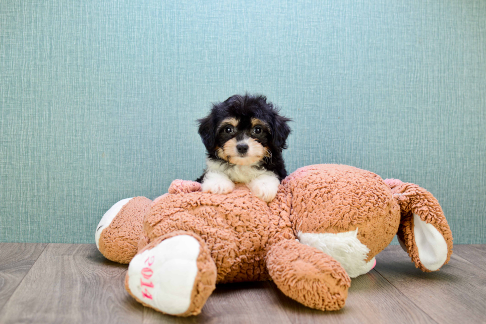 Cavachon Pup Being Cute