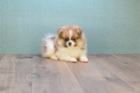 Best Pomeranian Baby