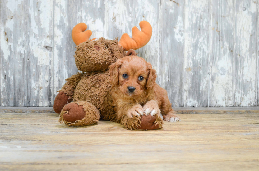 Small Cavapoo Baby