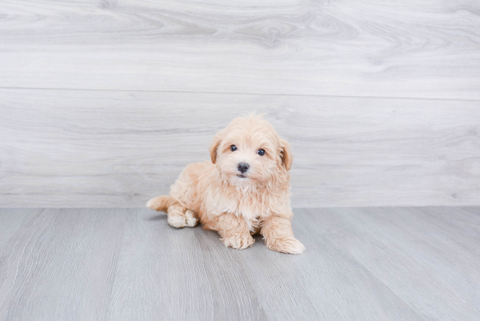 Maltipoo Pup Being Cute