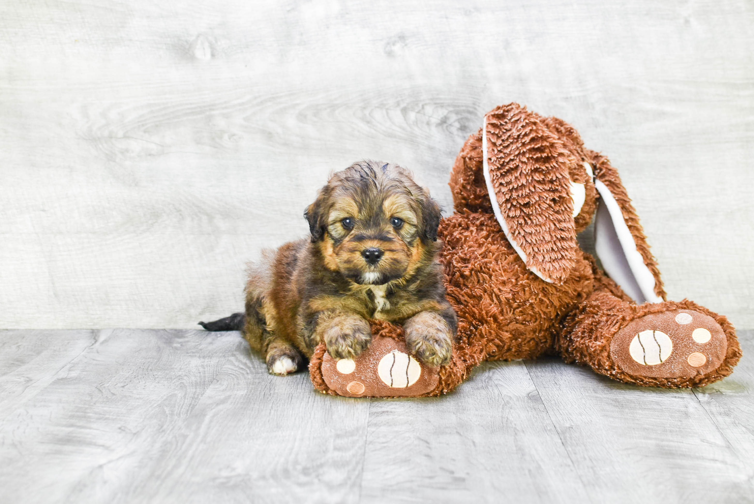Petite Mini Bernedoodle Poodle Mix Pup