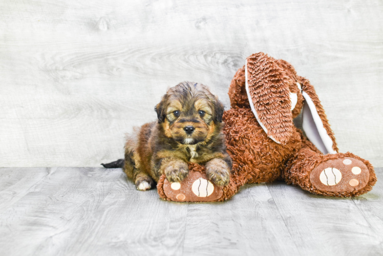 Petite Mini Bernedoodle Poodle Mix Pup