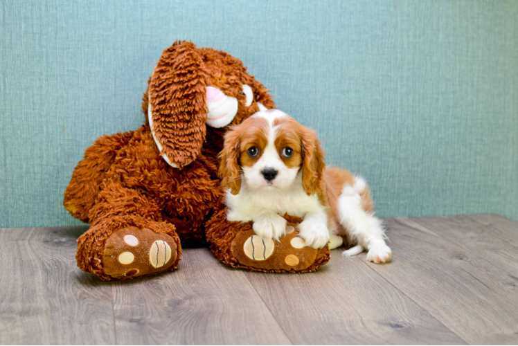 Best Cavalier King Charles Spaniel Baby