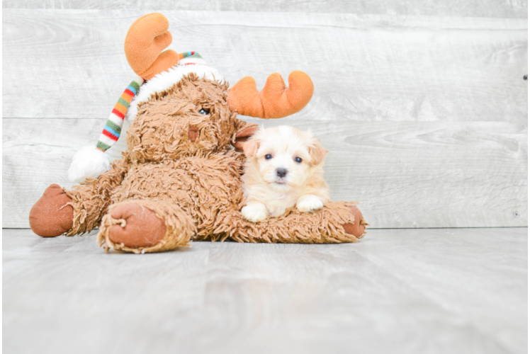 Little Maltepoo Poodle Mix Puppy