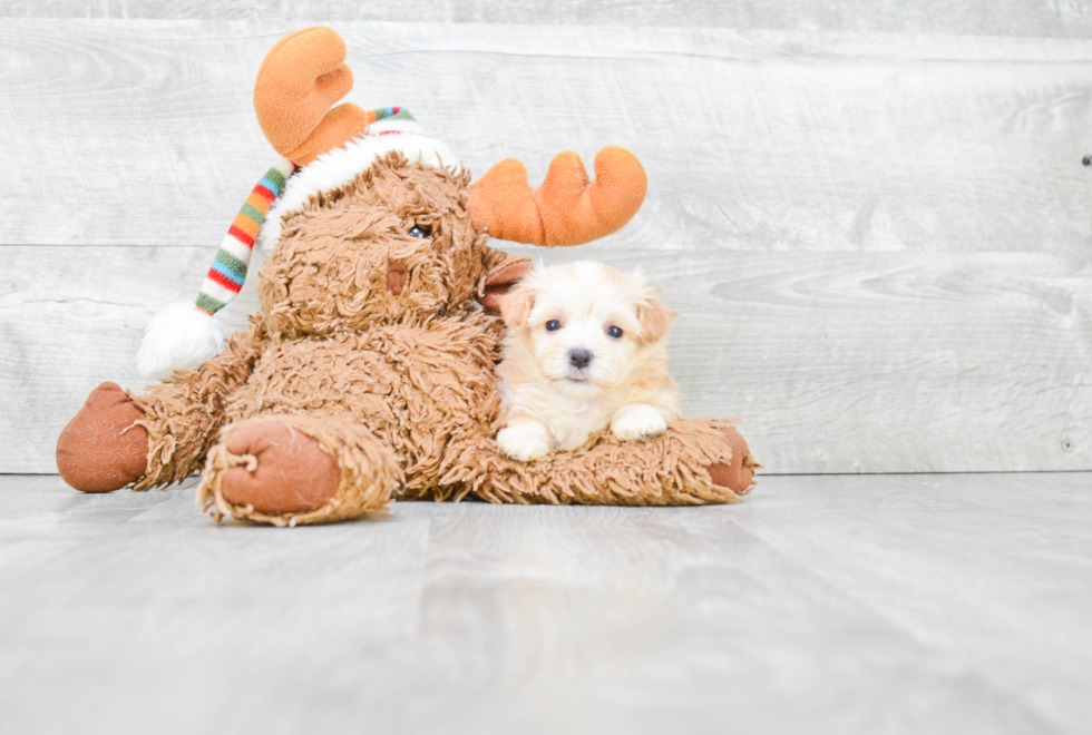 Little Maltepoo Poodle Mix Puppy