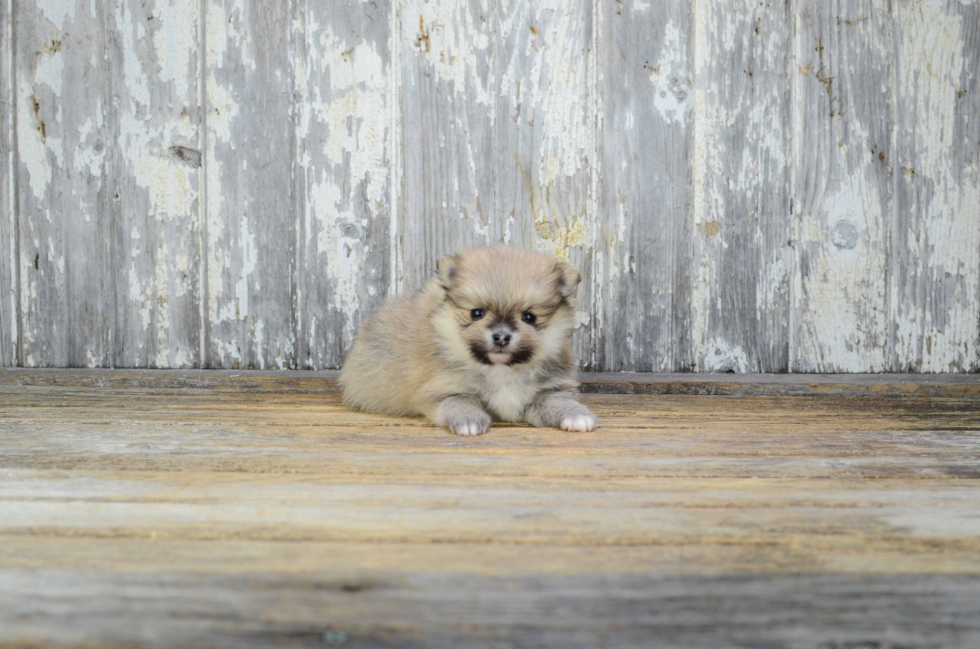 Best Pomeranian Baby