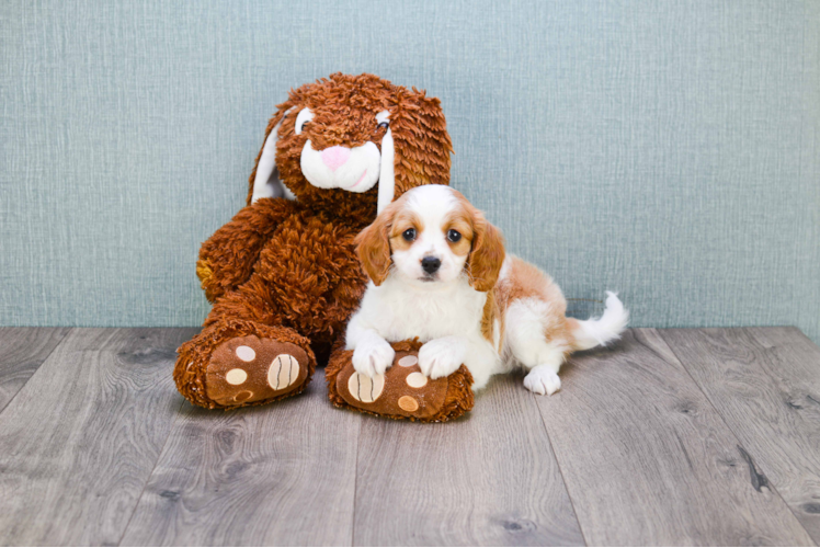 Smart Cavapoo Poodle Mix Pup