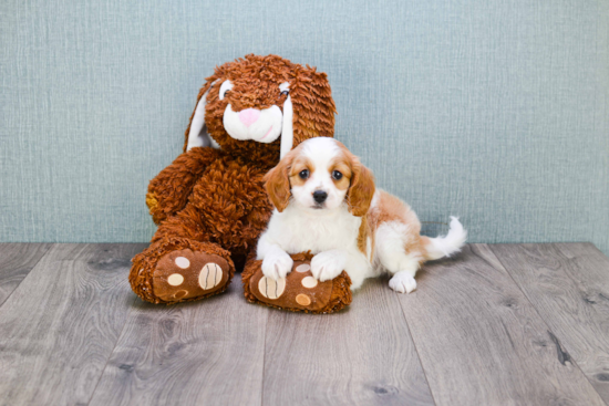 Smart Cavapoo Poodle Mix Pup