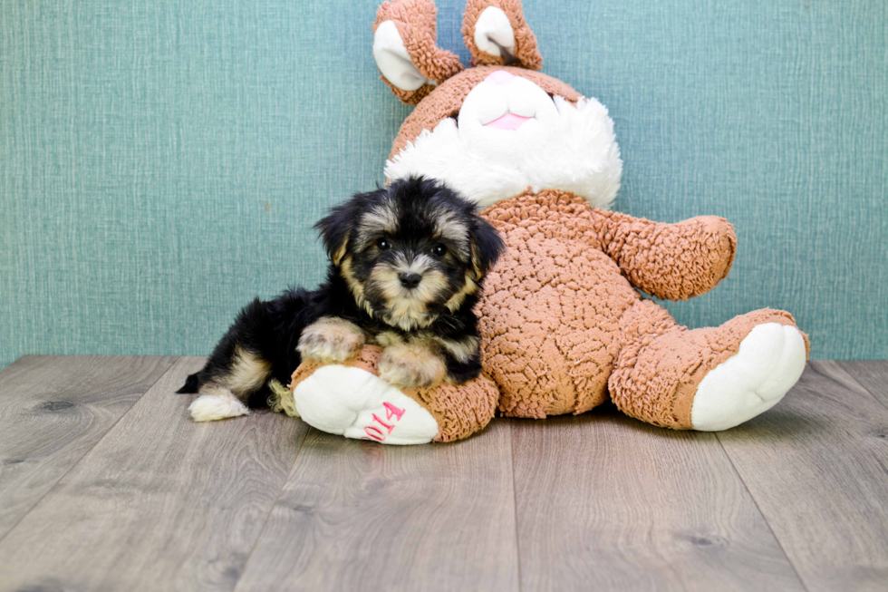 Adorable Yorkie Designer Puppy