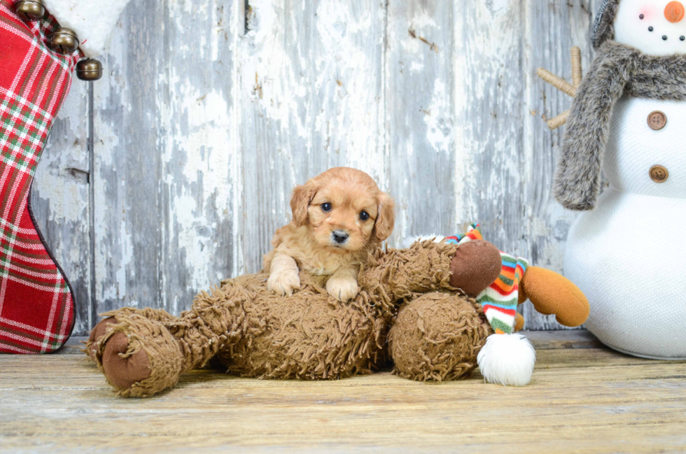 Cavapoo Pup Being Cute