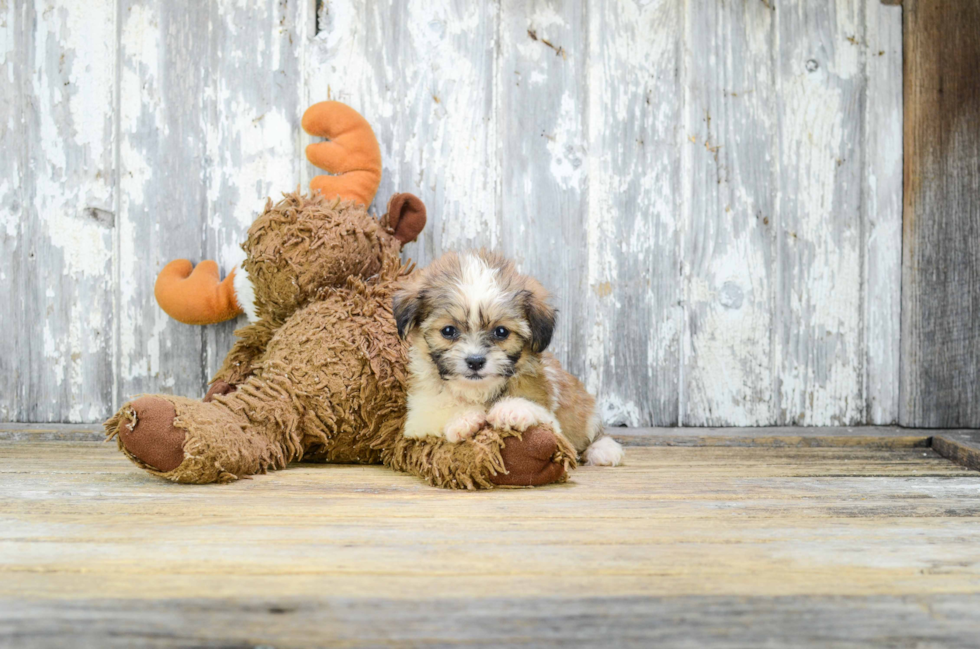 Smart Teddy Bear Designer Pup