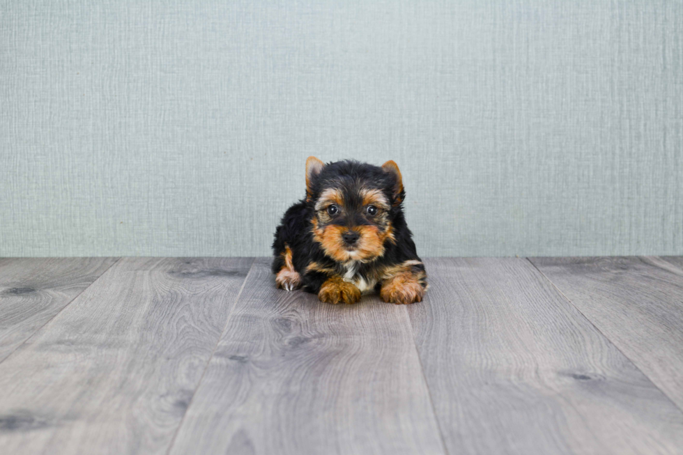 Meet Zoro - our Yorkshire Terrier Puppy Photo 