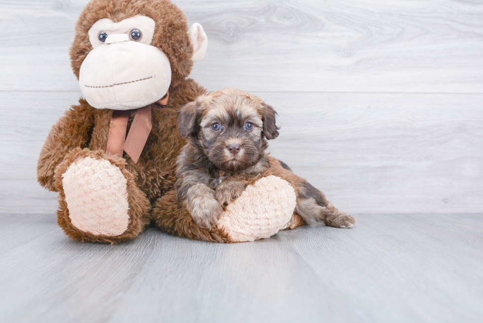 Friendly Havanese Purebred Pup