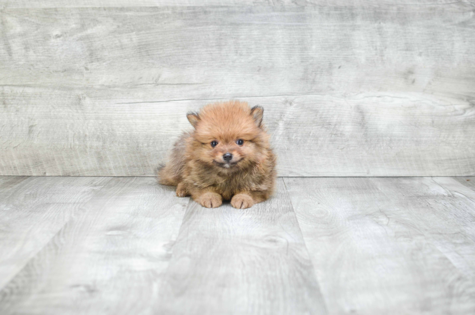 Friendly Pomeranian Baby