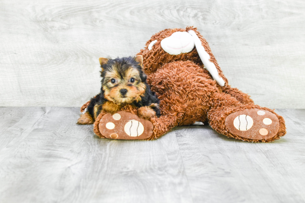 Meet Giselle - our Yorkshire Terrier Puppy Photo 