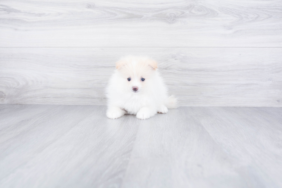 Pomeranian Pup Being Cute