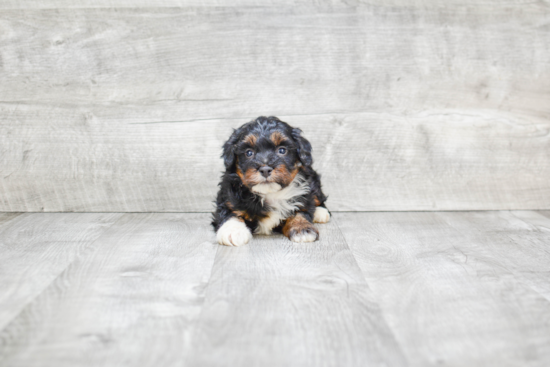 Best Mini Bernedoodle Baby