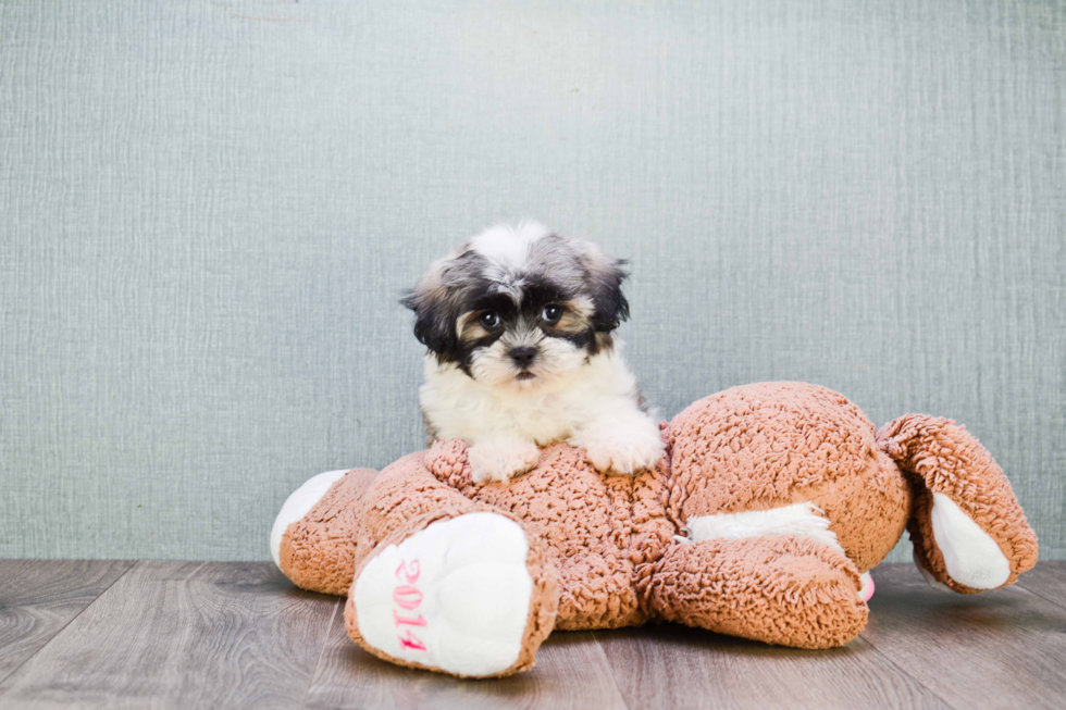 Adorable Shichon Designer Puppy