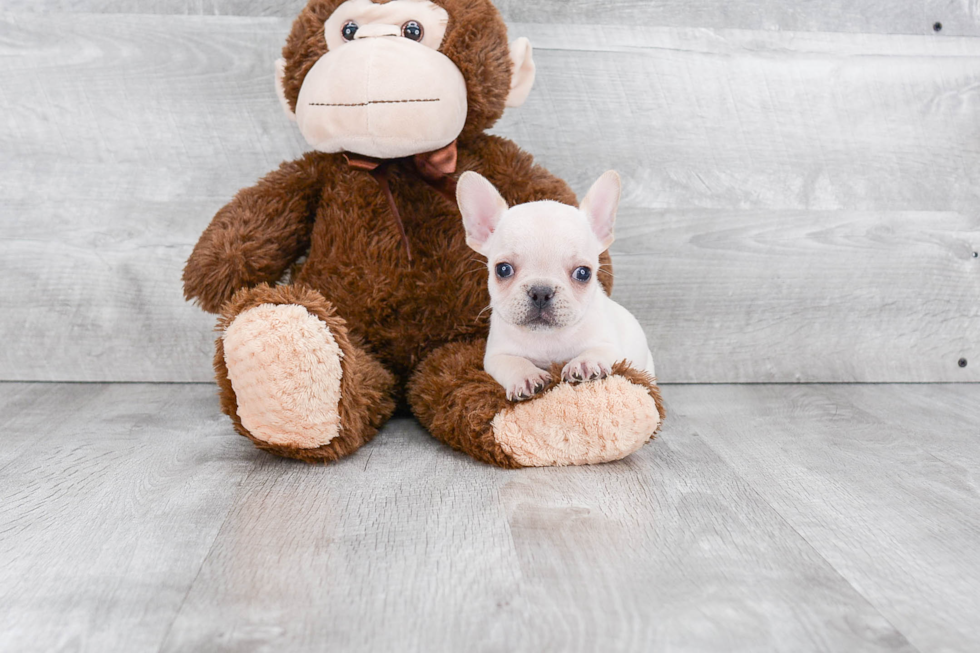 Playful French Bulldog Baby