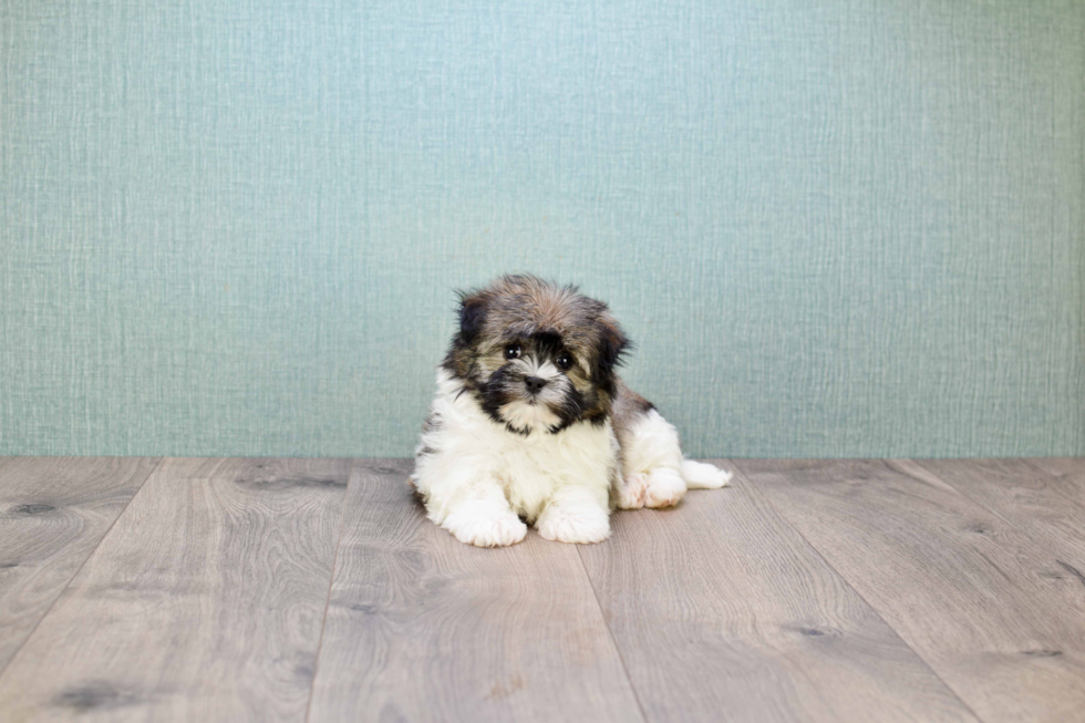 Best Havanese Baby