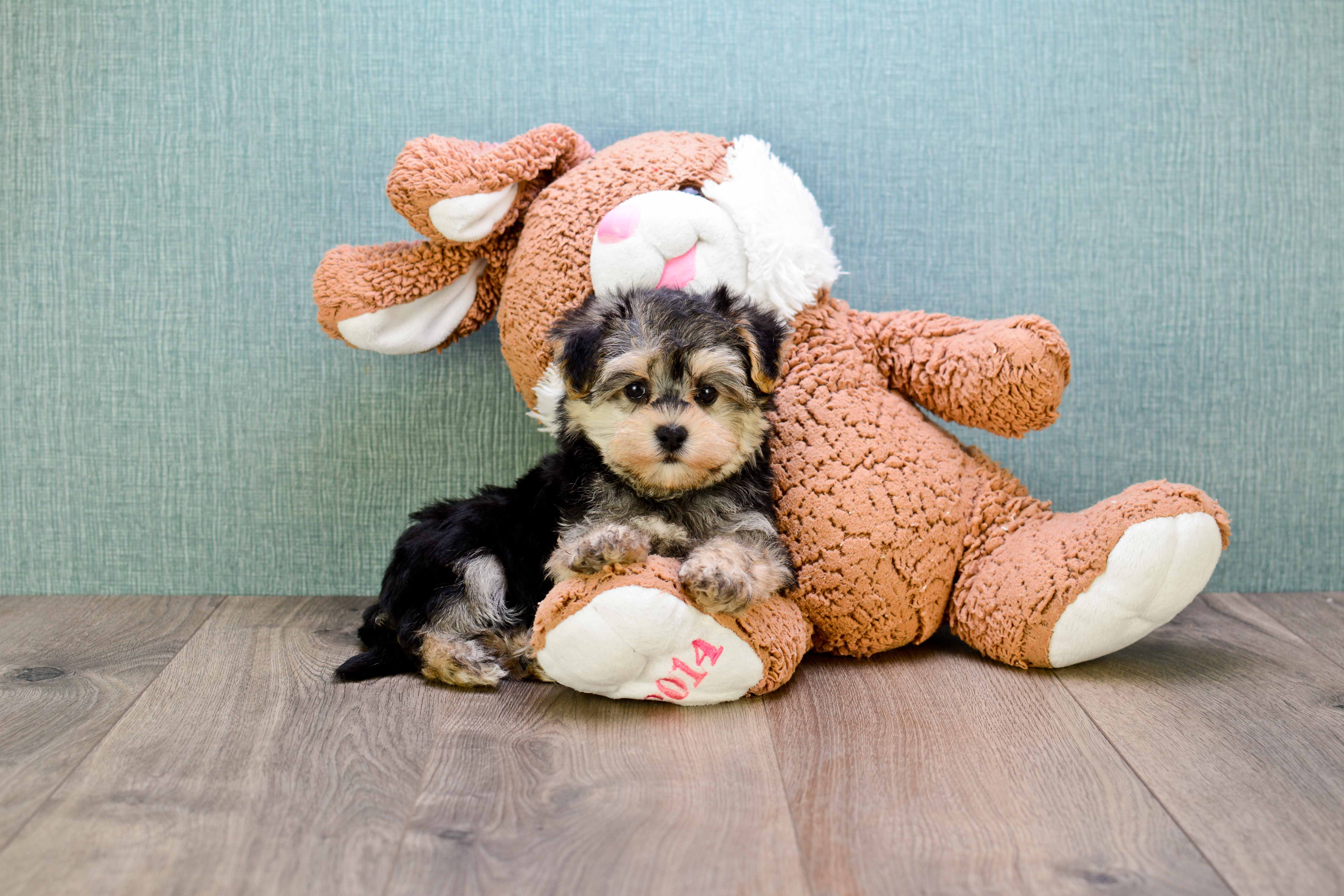 Cute Morkie Baby