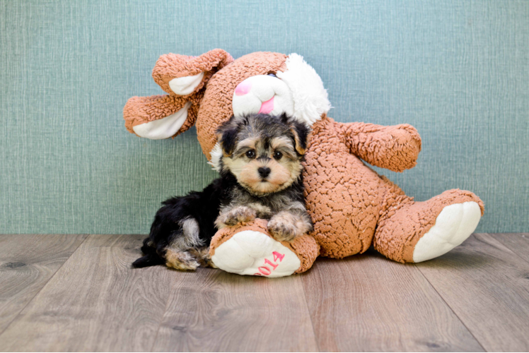 Cute Morkie Baby