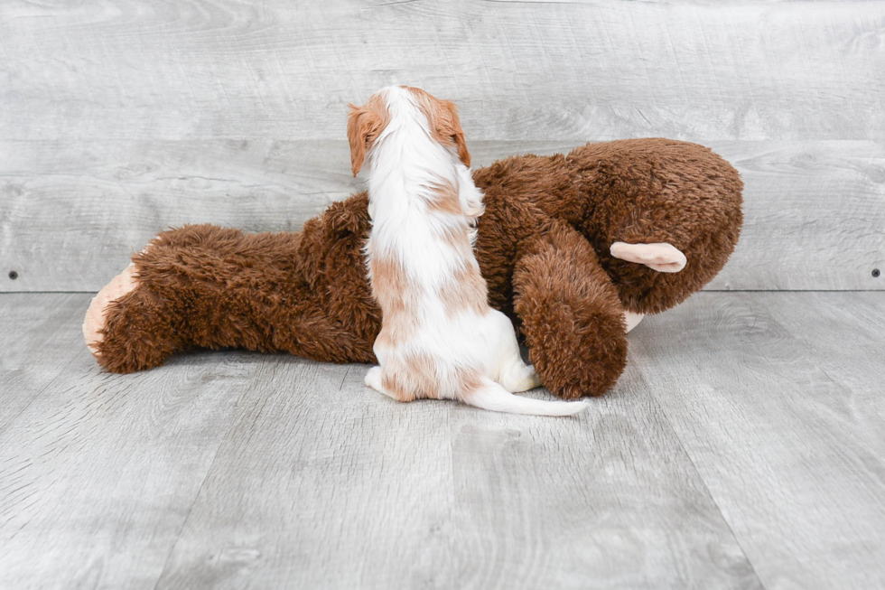 Friendly Cavalier King Charles Spaniel Baby