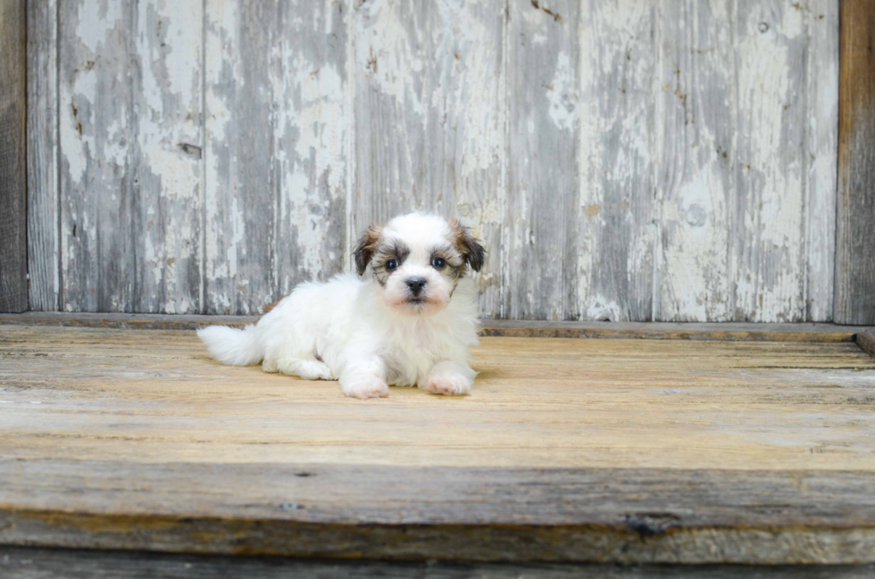 Teddy Bear Pup Being Cute