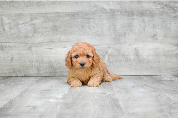 Cavapoo Puppy for Adoption