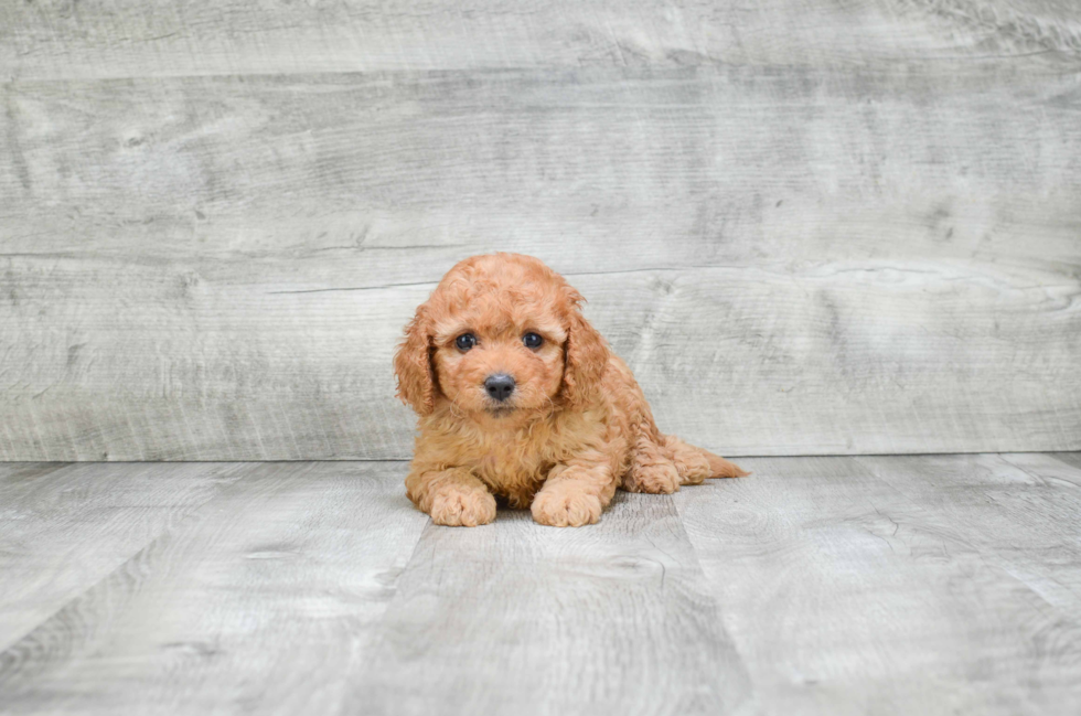 Cavapoo Puppy for Adoption