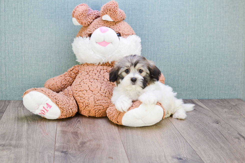 Teddy Bear Pup Being Cute