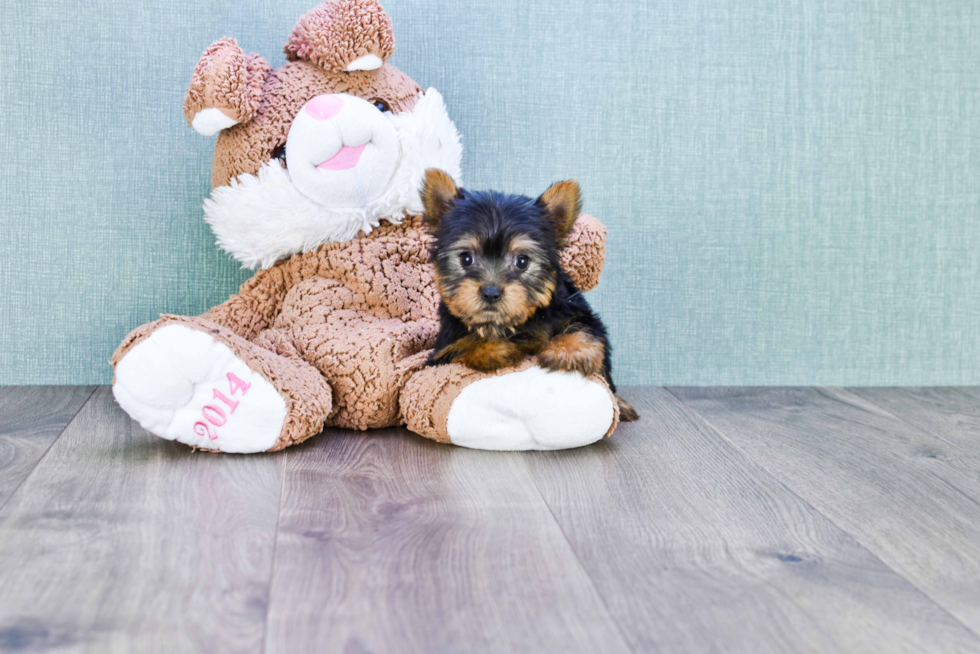 Meet Twinkle - our Yorkshire Terrier Puppy Photo 