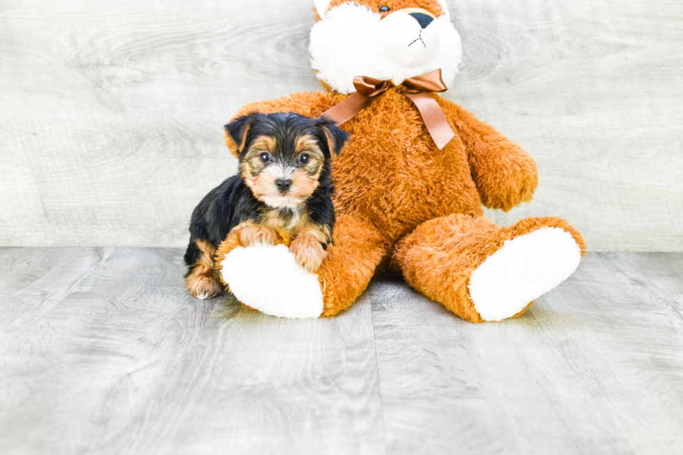 Meet Diddy - our Yorkshire Terrier Puppy Photo 